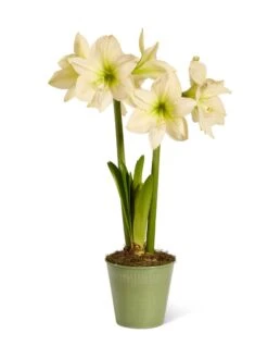Star Potted Amaryllis 16 Star Potted Amaryllis -Garden Serie Store 8597478 2022 lemonstar silo lemon star potted amaryllis