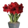 Sweet Delight Bulb Garden -Garden Serie Store 8598179 valentines 2022
