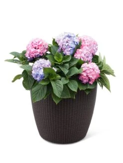 Weave Self-Watering Round Planter, 17" White -Garden Serie Store 8598372 3001 tif