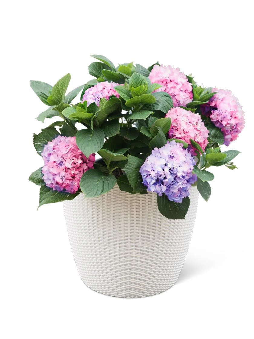 Weave Self-Watering Round Planter, 17" White 5 Weave Self-Watering Round Planter, 17" White - Image 3