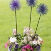 Everbloomin' Alliums, Set Of 3 -Garden Serie Store 8598435 9007 tif