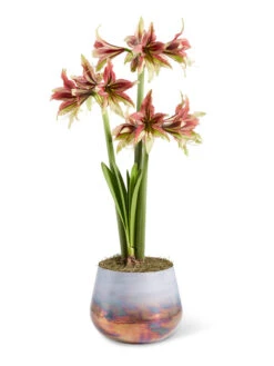 Cybister Potted Amaryllis -Garden Serie Store 8598561 mystica 2021 13