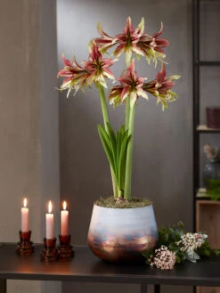 Cybister Potted Amaryllis -Garden Serie Store 8598561 mystica 2021 14