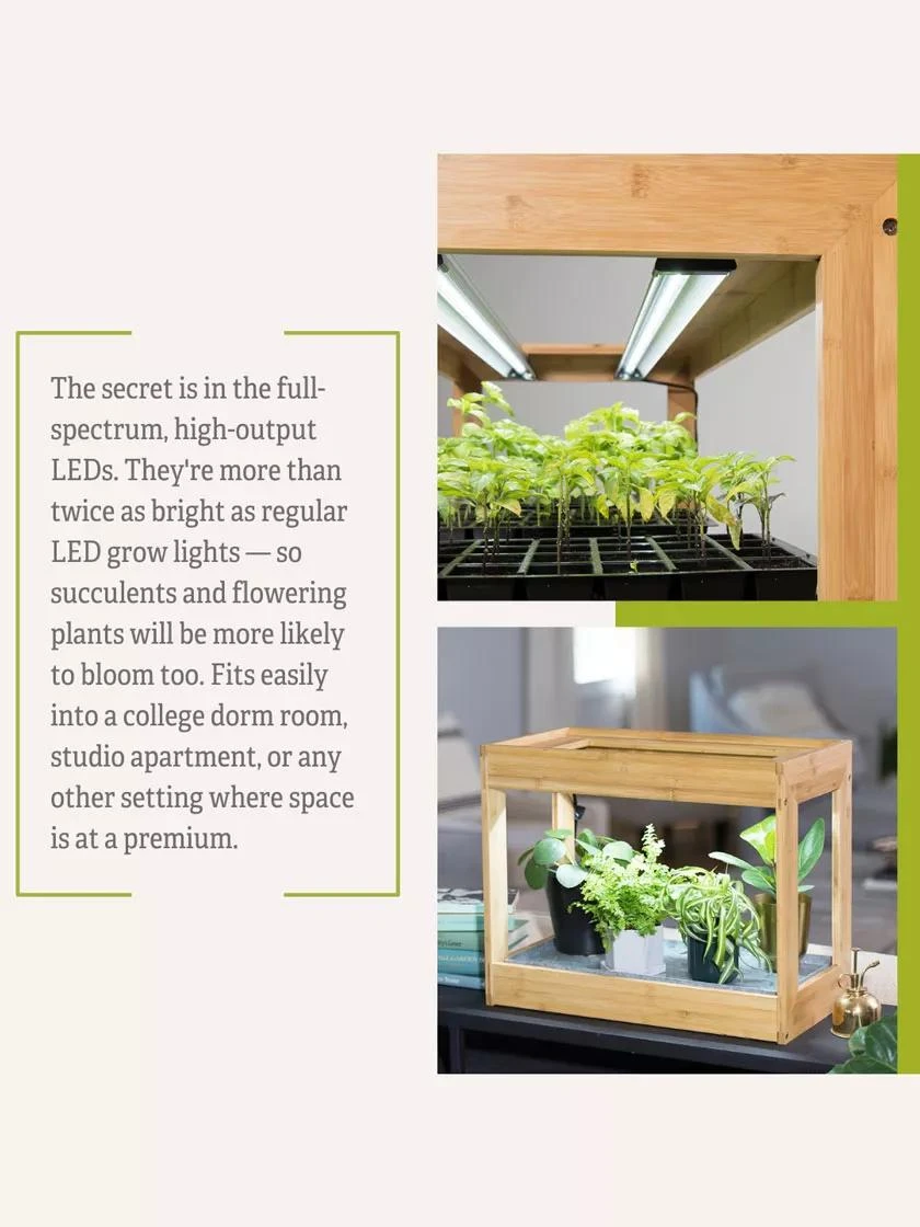 Bamboo Mini LED Grow Light Garden 11 Bamboo Mini LED Grow Light Garden - Image 9