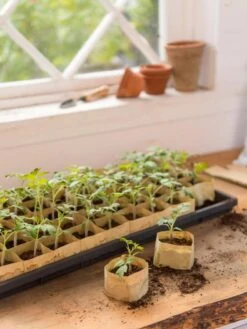 Paper Pots, 50 Cell 11 Paper Pots, 50 Cell -Garden Serie Store 8599830 0502 paper pots 50 cell tif