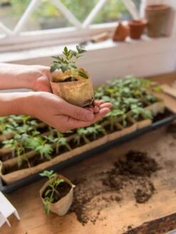 Paper Pots, 50 Cell 13 Paper Pots, 50 Cell -Garden Serie Store 8599830 0507 tif