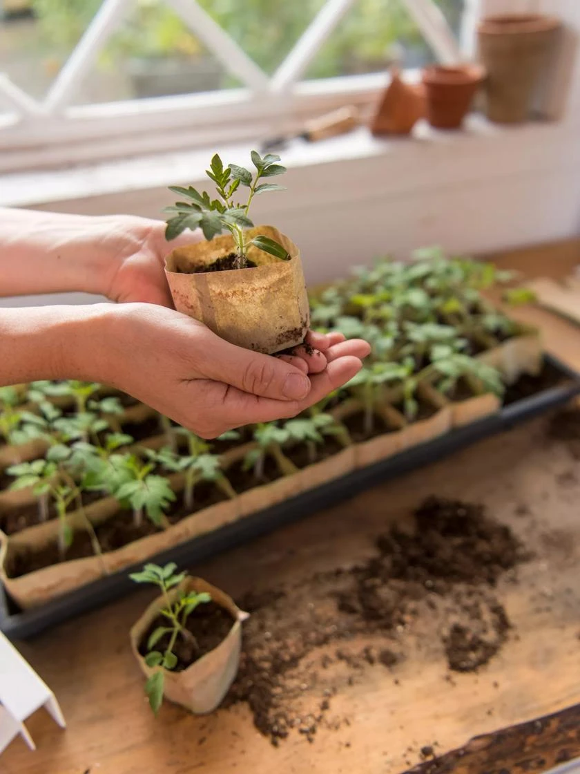 Paper Pots, 50 Cell 8 Paper Pots, 50 Cell - Image 6