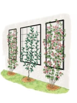 Exeter Wall Trellis 13 Exeter Wall Trellis -Garden Serie Store 8600049 50 0001 art tif