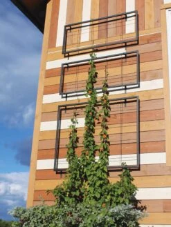 Exeter Wall Trellis 11 Exeter Wall Trellis -Garden Serie Store 8600049 7121 tif