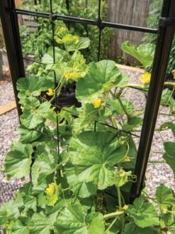 Gardener’s Victory Self-Watering Planter With Vine Trellis -Garden Serie Store 8600176 6853