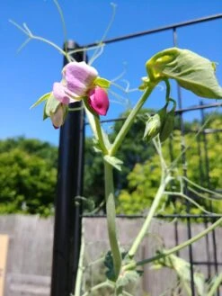 Gardener’s Victory Self-Watering Planter Garden With Vine Trellis -Garden Serie Store 8600177 6588 tif