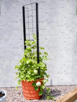 Gardener’s Victory Self-Watering Planter Garden With Vine Trellis -Garden Serie Store 8600178 05487 tif