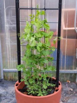 Gardener’s Victory Self-Watering Planter With Vine Trellis -Garden Serie Store 8600178 5000 tif