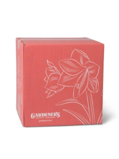 Amaryllis Planting Kit -Garden Serie Store 8608878 755