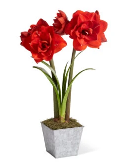 Amaryllis Planting Kit -Garden Serie Store 8608878 diykit 2021 01