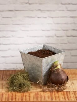 Amaryllis Planting Kit -Garden Serie Store 8608878 diykit 2021 02