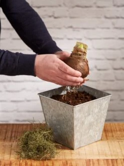 Amaryllis Planting Kit -Garden Serie Store 8608878 diykit 2021 03