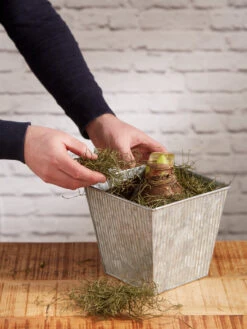 Amaryllis Planting Kit -Garden Serie Store 8608878 diykit 2021 04