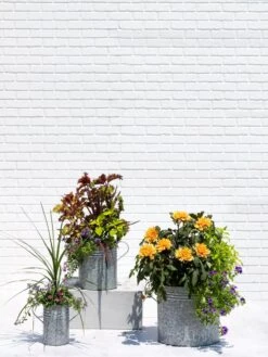 Metal Bucket Planters -Garden Serie Store 8609085 0852 tif
