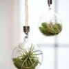 Mini Blown-Glass Hanging Terrarium, Set Of 2 -Garden Serie Store 8609218 0311 mini blown glass hanging terrarium set of 2