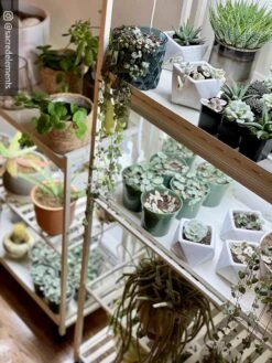 Oslo 2-Tier LED Grow Light Garden, 2 Fixtures 26 Oslo 2-Tier LED Grow Light Garden, 2 Fixtures -Garden Serie Store 8609221 02IN tif