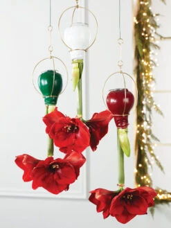 New Products 20 Waxed Amaryllis Brass Hangers, Set Of 3