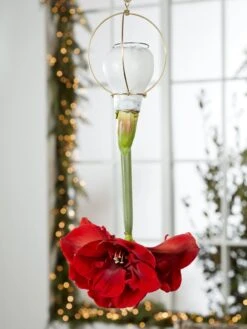 Waxed Amaryllis Brass Hangers, Set Of 3 -Garden Serie Store 8609252 2020 6014