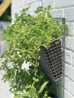 Wire Wall Pockets Vertical Gardens -Garden Serie Store 8609429 9500 tif