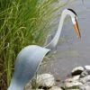Florida Dancing Birds®, Great Blue Heron