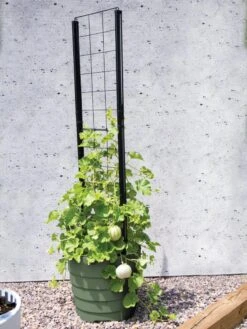 Gardener’s Victory Self-Watering Planter With Vine Trellis -Garden Serie Store 8610238 15487 tif 1