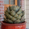 Desert Steel Artichoke Agave Sculpture 2 Desert Steel Artichoke Agave Sculpture -Garden Serie Store 8610761 01v desert steel artichoke agave