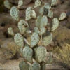 Desert Steel Prickly Pear Cactus Sculpture, Grande -Garden Serie Store 8610769 02v desert steel prickly pear cactus grande