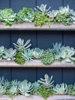 3-Tier Vertical Wall Planter, 3' -Garden Serie Store 8611013 055 tif