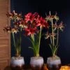 Cybister Potted Amaryllis -Garden Serie Store 8611083 cybister vertical 2022