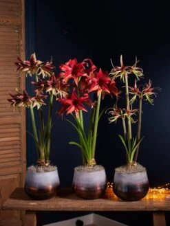 Cybister Potted Amaryllis