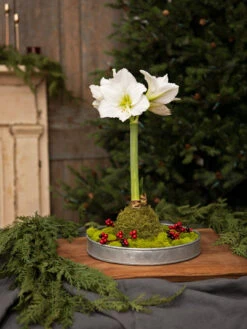 Galvanized Tray Round, 11" -Garden Serie Store 8611084 5555 diy moss wrapped amaryllis kit