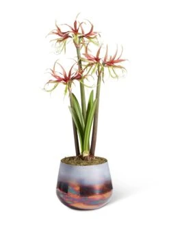 Cybister Potted Amaryllis -Garden Serie Store 8611120 chico 2021 09