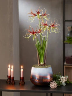 Cybister Potted Amaryllis -Garden Serie Store 8611120 chico 2021 10