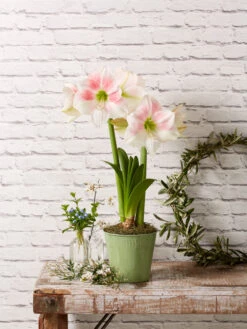 Star Potted Amaryllis 12 Star Potted Amaryllis -Garden Serie Store 8611499 2022 rosystar rosy star potted amaryllis