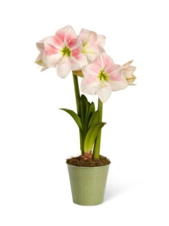 Star Potted Amaryllis 15 Star Potted Amaryllis -Garden Serie Store 8611499 2022 rosystar silo rosy star potted amaryllis