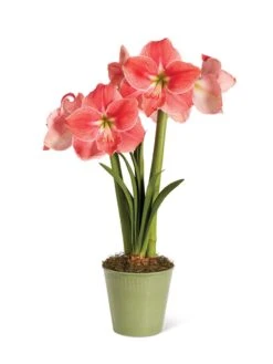 Star Potted Amaryllis 14 Star Potted Amaryllis -Garden Serie Store 8611500 2022 sweetstar silo sweet star potted amaryllis