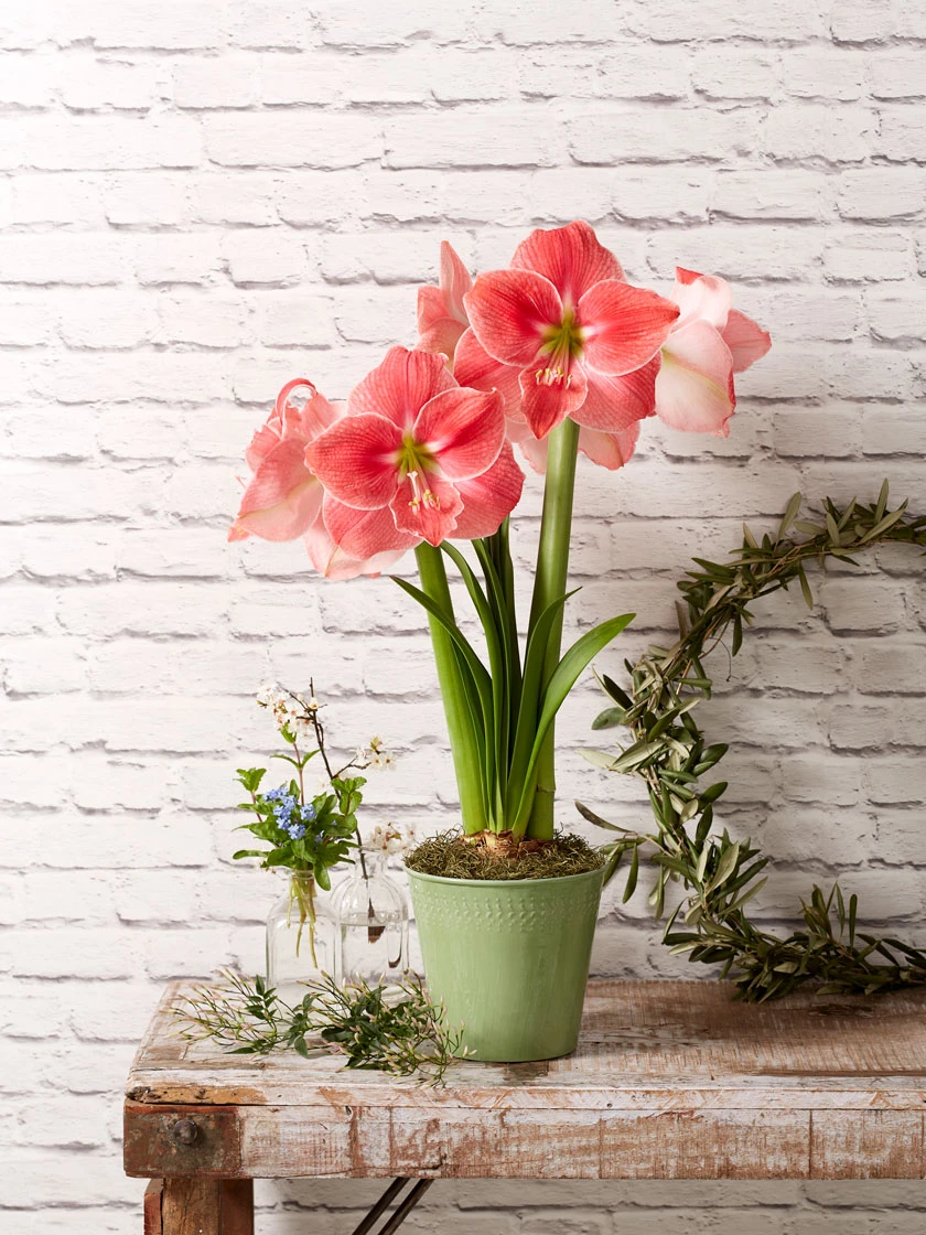 Star Potted Amaryllis 6 Star Potted Amaryllis - Image 4