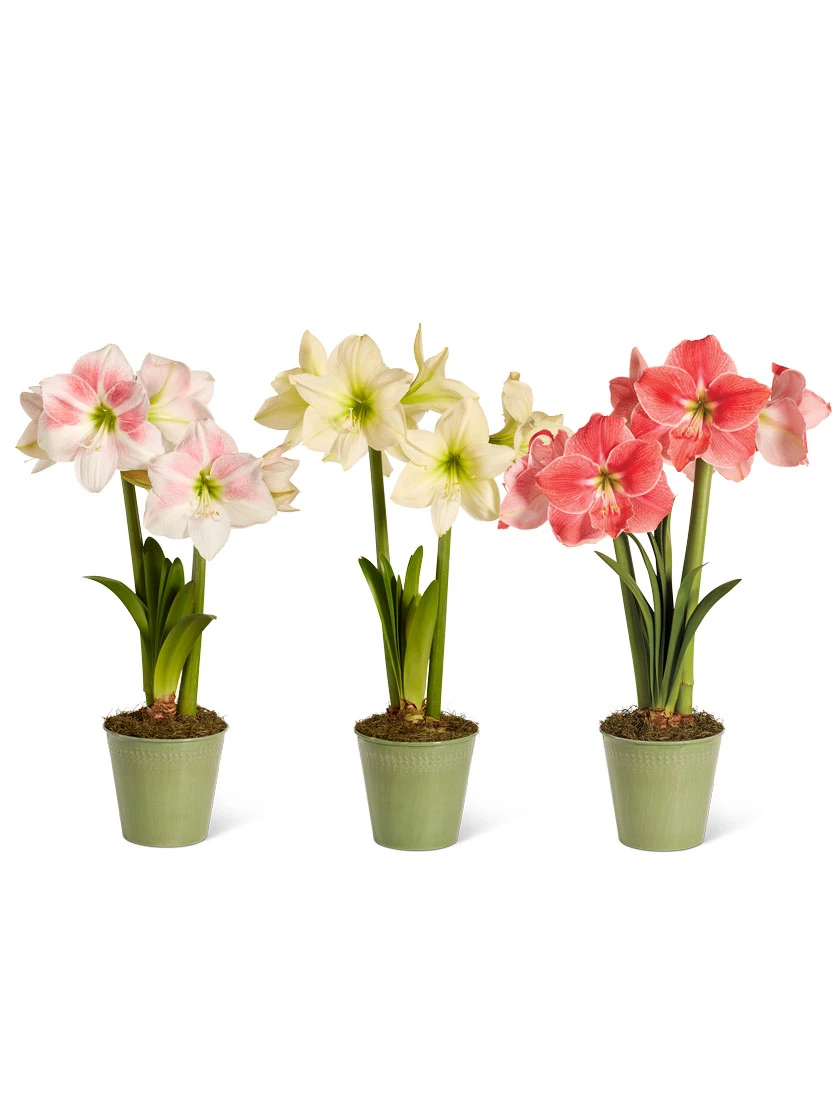 Star Potted Amaryllis 10 Star Potted Amaryllis - Image 8