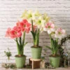 Star Potted Amaryllis 2 Star Potted Amaryllis -Garden Serie Store 8611508 2022 starpottedv star potted amaryllis