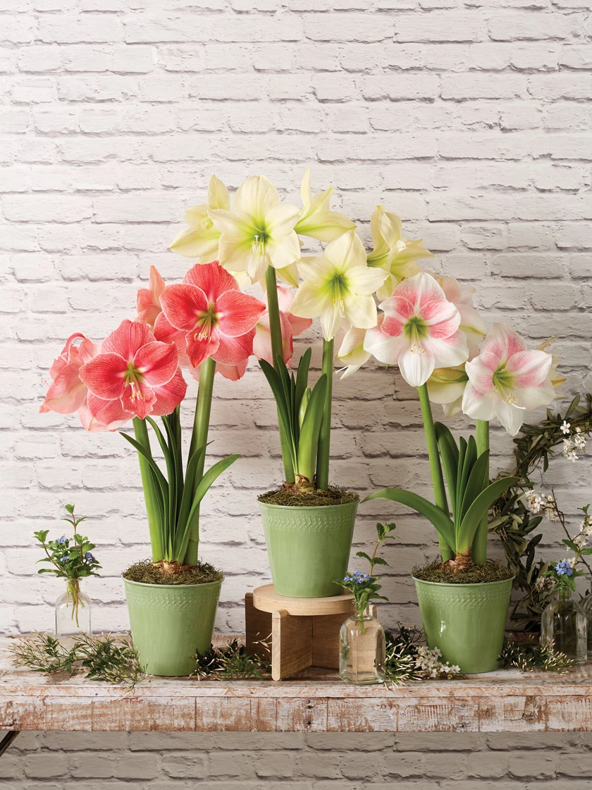 Star Potted Amaryllis 3 Star Potted Amaryllis