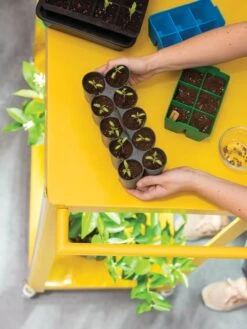 Sili-Seedlings® Seedling Tray, 10-Cell 11 Sili-Seedlings® Seedling Tray, 10-Cell -Garden Serie Store 8611886 374 tif