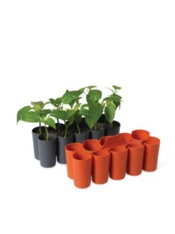 Sili-Seedlings® Seedling Tray, 10-Cell 10 Sili-Seedlings® Seedling Tray, 10-Cell -Garden Serie Store 8611886 5192 tif
