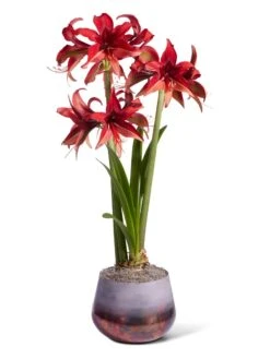 Cybister Potted Amaryllis -Garden Serie Store 8612501 bogota silo 2022
