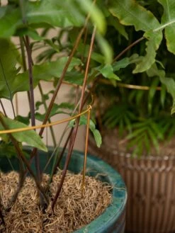 Brass Plated Grow Throughs, Set Of 2 -Garden Serie Store 8612661 0043