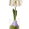 Easy Care Spring Waxed Amaryllis In Vase 1 Easy Care Spring Waxed Amaryllis In Vase -Garden Serie Store 8612756 14937 easy care spring waxed amaryllis in vase